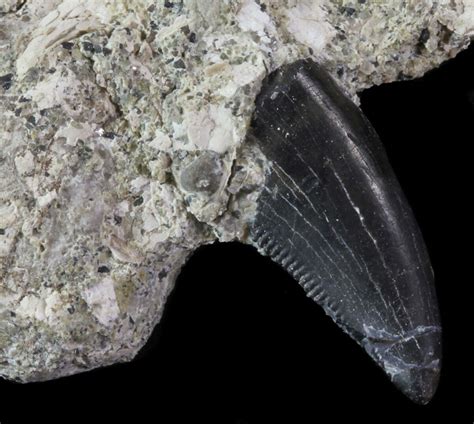 .7" Serrated Theropod Tooth Still In Rock - Montana (#67774) For Sale - FossilEra.com