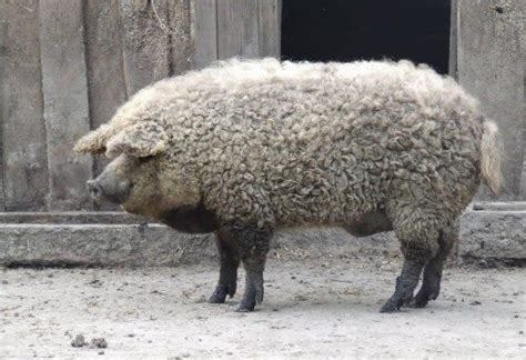 Meet the Managlica: a pig that looks like a sheep