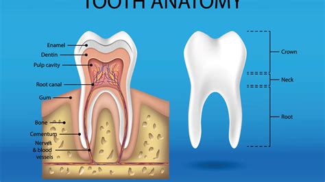 Tooth Anatomy Infographic - Smile Angels of Beverly Hills