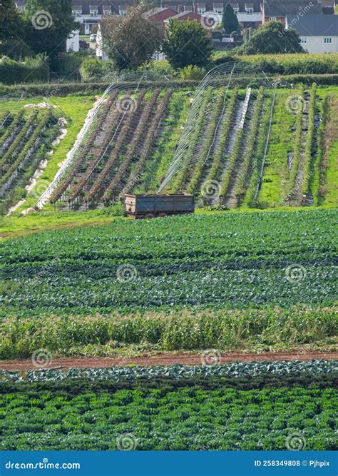 Crops Planted in a UK Market Garden Stock Photo - Image of grown, farm: 258349808