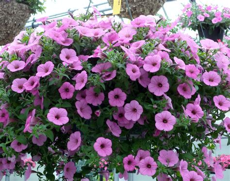 What Petunias Are Best For Hanging Baskets | Storables