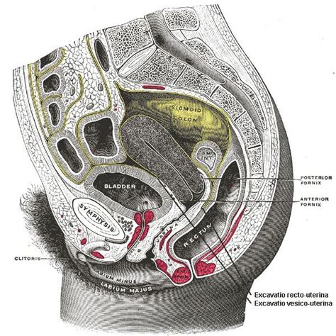 Culdoscopy - Alchetron, The Free Social Encyclopedia