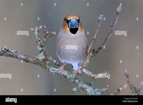 Hawfinch hi-res stock photography and images - Alamy