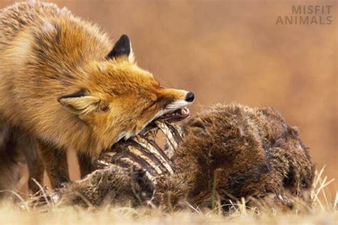 Beaver Predators: What Eats Beavers? (10 Natural Enemies)