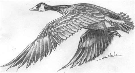 Flying Goose Drawing at PaintingValley.com | Explore collection of Flying Goose Drawing