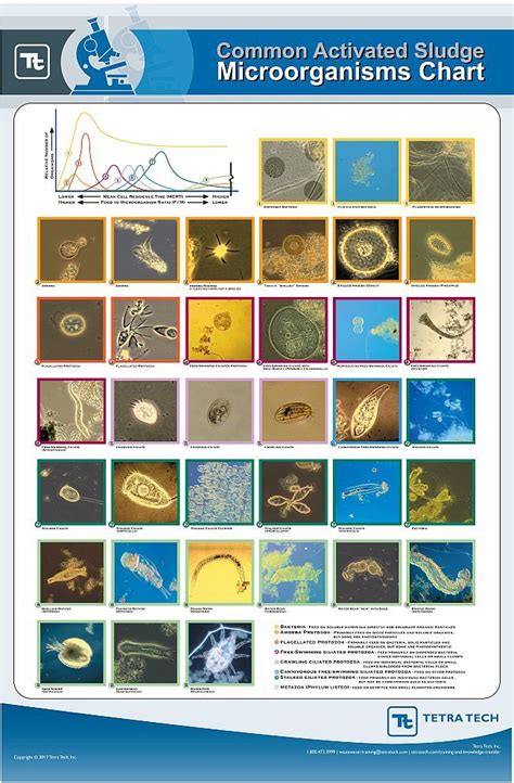 Common Activated Sludge Microorganisms Chart in 2023 | Activated sludge, Microorganisms ...