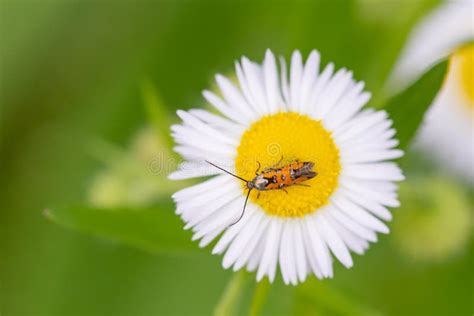 Linnaeus S Spangle-wing Moth Stock Photo - Image of wildlife, wisconsin ...