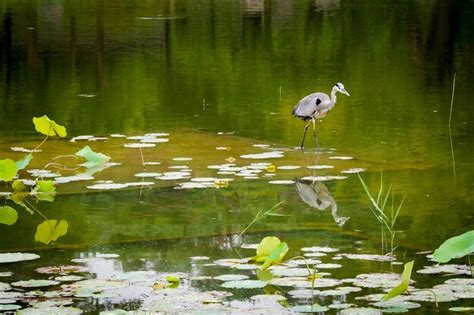 Premium Photo | Grey heron fishing in a pond