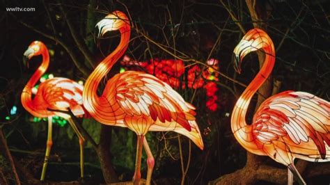 Audubon Zoo unveils new holiday tradition 'Audubon Zoo Lights' | wwltv.com