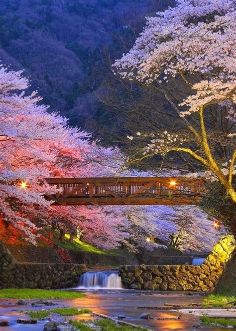 Cherry blossoms in Kyoto, Japan | A1 Pictures