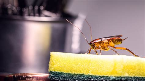 7 ways to keep bugs out of your house | Tom's Guide