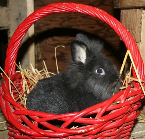 Reminds me of the white rabbit in AIW, but black... | Rabbit, White rabbit