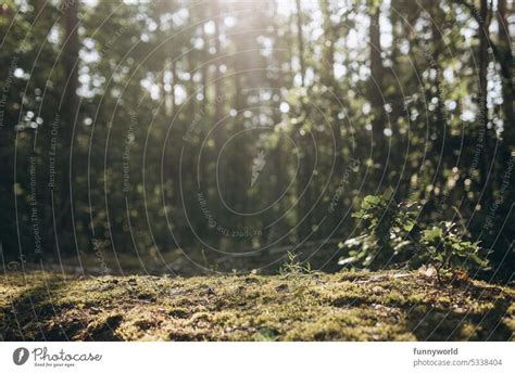 Moss covered forest floor in summer - a Royalty Free Stock Photo from ...