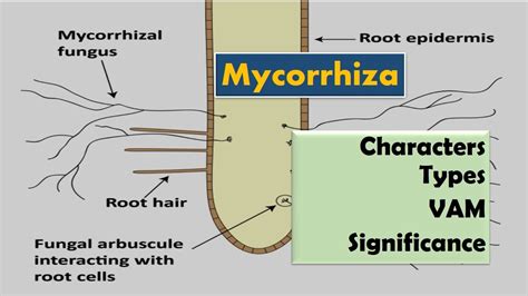 Mycorrhiza: Types and Significance - YouTube