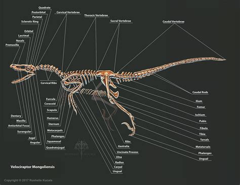 Rushelle.com - Velociraptor Anatomy Study