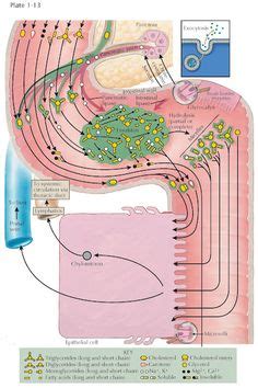 DIGESTION OF FAT Facilitated Diffusion, Bile Salts, Tight Junction, Salivary Gland, Malabsorption