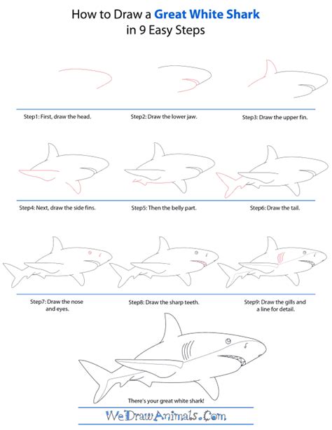 How to Draw a Great White Shark