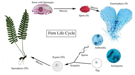 Fern Life Cycle Diagram