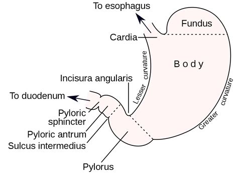 Curvatures of the stomach - Wikipedia