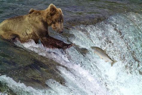 The Salmon Fishing Bears of Brooks Falls | Amusing Planet