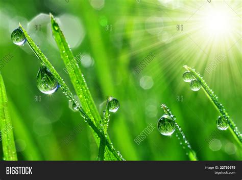 Fresh Grass Dew Drops Image & Photo (Free Trial) | Bigstock