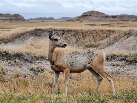 American Travel Journal: Morning Wildlife along Badlands Loop Road - Badlands National Park