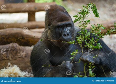 Gorilla Eating Green Leaves Stock Image - Image of food, wild: 120289185