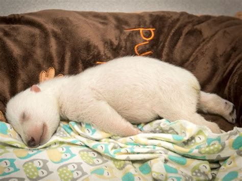 See an Adorable Polar Bear Cub Dream as It Slumbers at an Ohio Zoo - ABC News