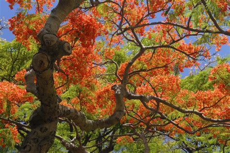 How to Germinate Royal Poinciana Seeds | Hunker