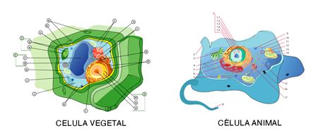 Célula animal y vegetal: diferencias | Ciencia y Biología