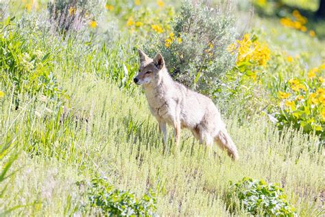 Coyote hunting sequence (1)NPS / | Free Photo - rawpixel