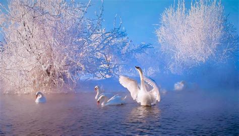 Swans At Lake Wallpapers - Wallpaper Cave