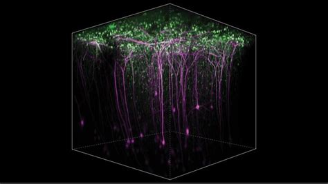 Related Content: 2-Photon Microscopy Shows Learning Involves Various Areas of Brain | BioScan ...