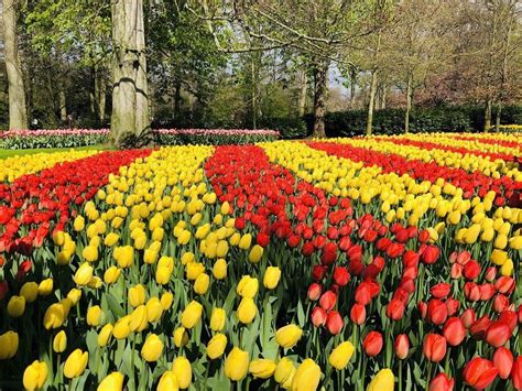 Opening Keukenhof 2024 - tulip festival tours, tickets & more