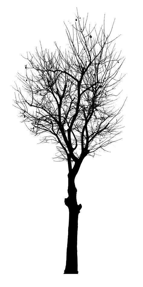 Tree PNG Vector Transparent Tree Vector.PNG Images. | PlusPNG