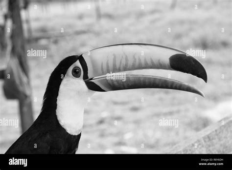 Toucan Black and White Stock Photos & Images - Alamy