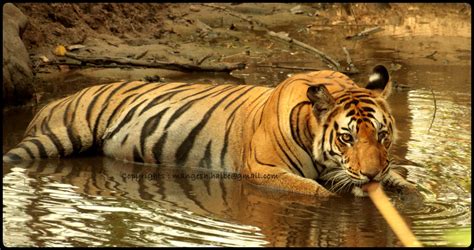 Green Carpet - The Nature Club: Tiger Safari - Kanha