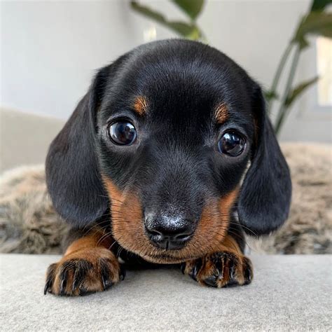 Playful Dachshund Puppies - Cute and Adorable Dogs