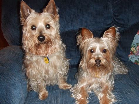 Silky Terrier | GreatDogSite