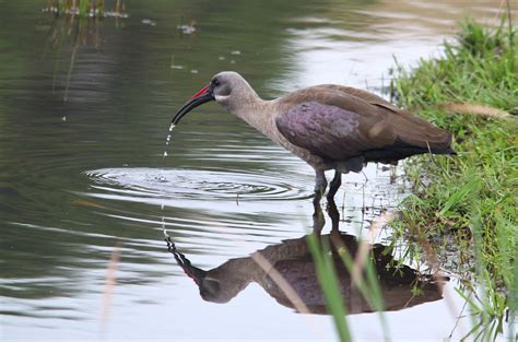 hadeda-ibis-mike-caine – BirdLife eThekwini KZN