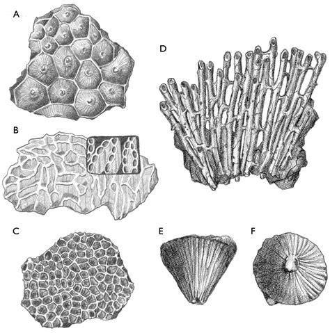 Corals | Fossils, Fossil, Coral