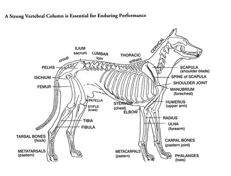 Parts of a Dog | Skeleton drawing of a dog. Reprinted from the book ...