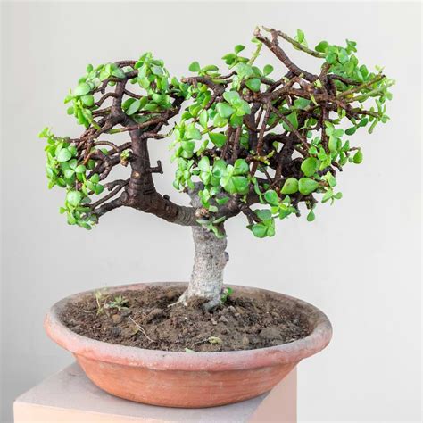 Jade Bonsai Care Guide