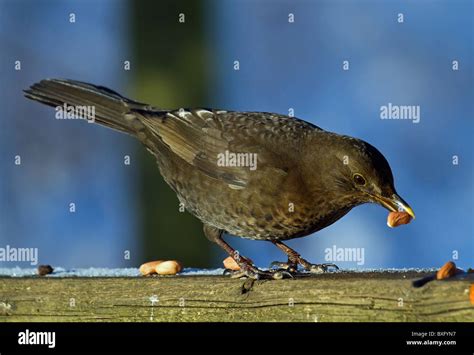 Female Blackbird Feeding Stock Photo - Alamy