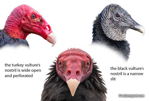 The Turkey Vulture Sense of Smell: A few Things To Know - Avian Report