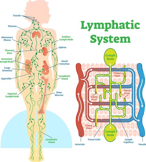 Draining Lymphatics - Best Drain Photos Primagem.Org