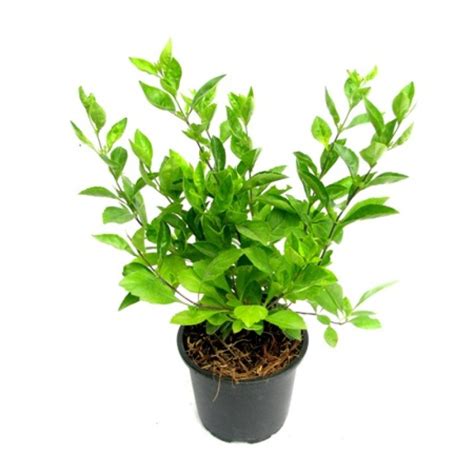 Buy Duranta Golden plant online at best price in India: plantsguru.com