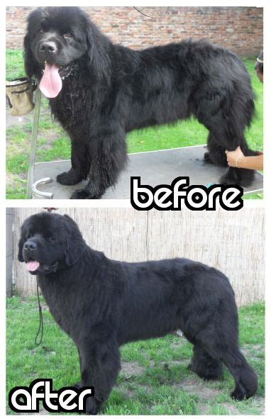 Priceless tips on how to groom and trim your Newfoundland | Dog ...