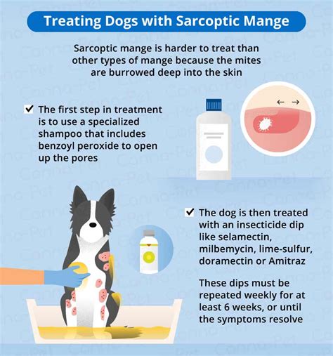 How To Treat Mange On My Dog