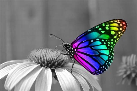 Free photo: Butterfly, Butterflies, Insects - Free Image on Pixabay - 286280